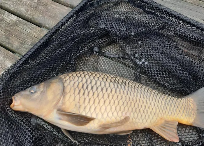 La Maison Du Marais à Chalet Bourbourg